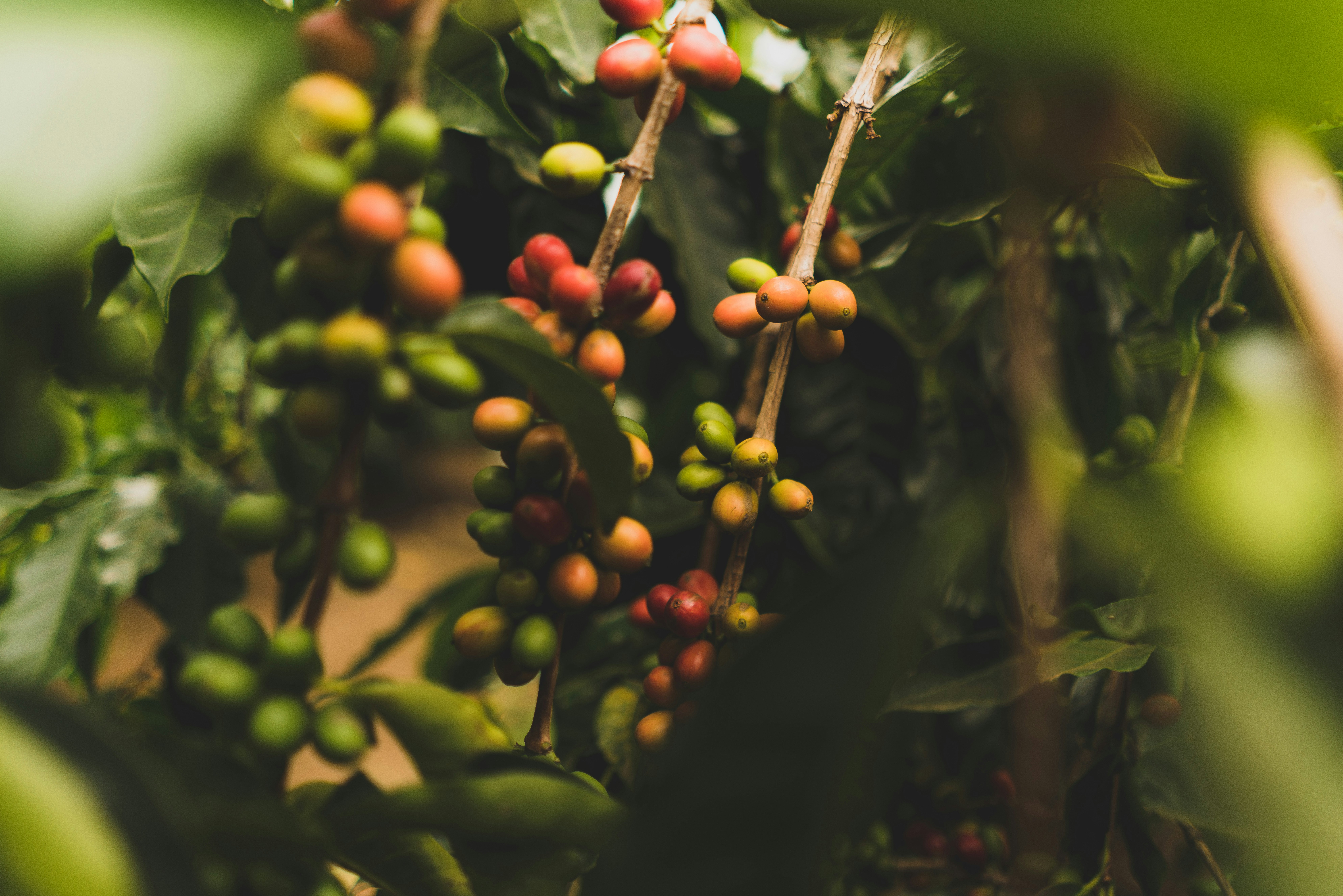 Coffee tasting