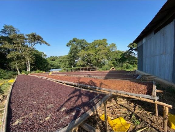 Kaffa Coffee Farm