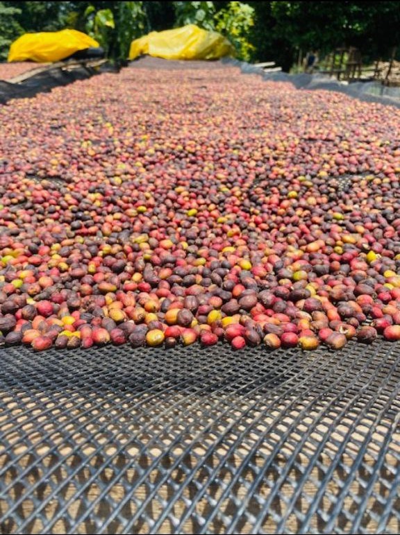 Coffee beans
