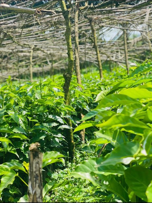 Coffee seedlings in nursery