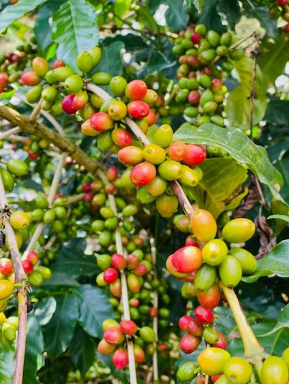 Coffee roasting