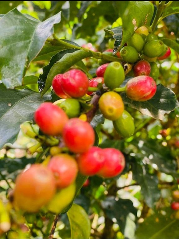 Coffee brewing
