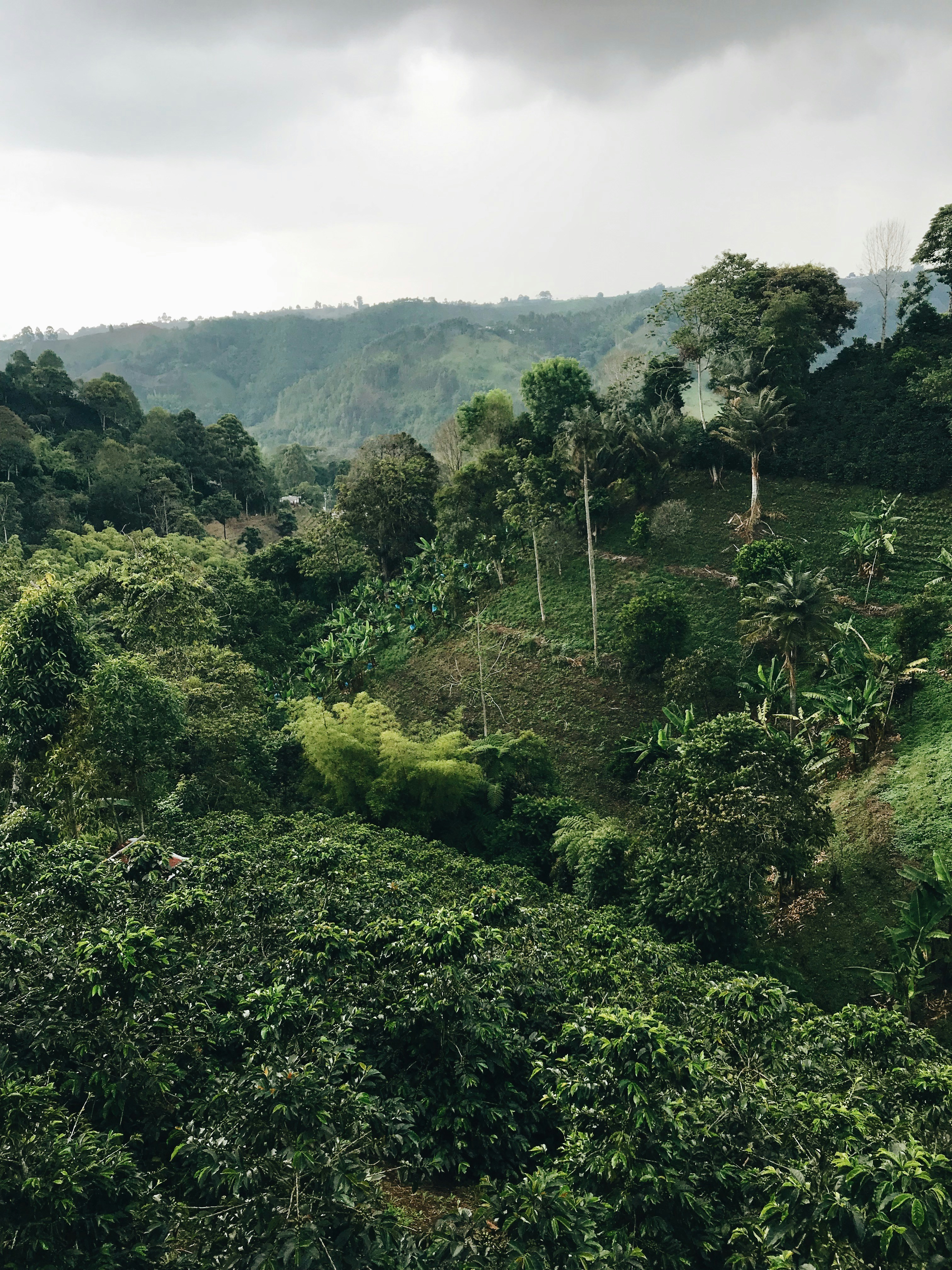 Coffee plantation